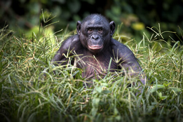 Bonobo monkey sitting and thinking on a field in the Democratic Republic of the Congo