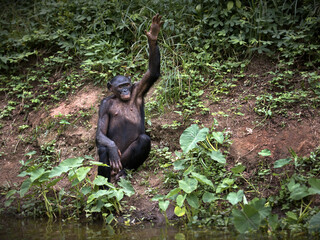 Bonobo monkey sitting and raising its hand in the Democratic Republic of the Congo