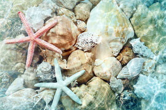 Starfish and seashell on the summer beach in sea water. Summer background.