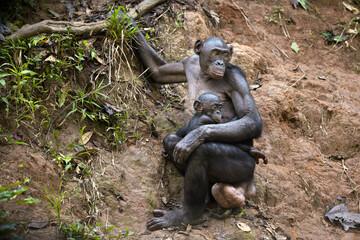 Bonobo chimpanzee in the wilderness in Democratic Republic of the Congo