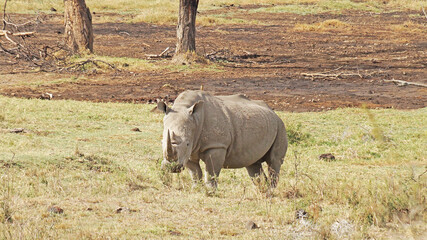 Fototapeta premium White rhino grazes on pasture. A male white rhino grazes in an acacia grove on the shores of Lake Nakuru in Kenya.