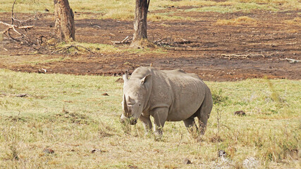 Obraz premium White rhino grazes on pasture. A male white rhino grazes in an acacia grove on the shores of Lake Nakuru in Kenya.