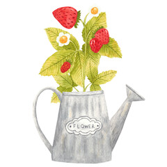 Hand drawn watercolor strawberry branch in a vintage steel watering can isolated on white background. Fresh summer berries with leaves and flower for print, card, sticker, textile design, product © Chorna Viktoriia