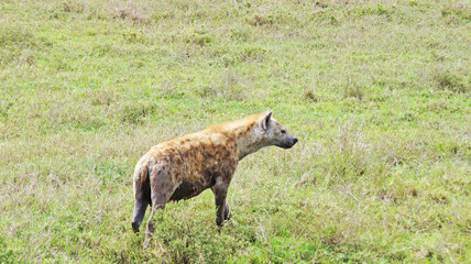 Spotted hyena walks on a hot African day in the Masai Mara National Park in Kenya. The hyena roams the food in the savannah.