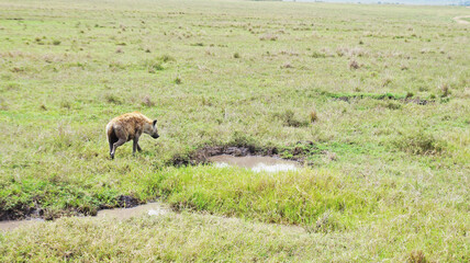 Spotted hyena walks on a hot African day in the Masai Mara National Park in Kenya. The hyena roams the food in the savannah.