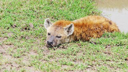 Fototapeta premium The spotted hyena is refreshed in a pond on a hot African day in the Masai Mara National Park in Kenya. The hyena bathes in a puddle in the middle of the savannah.