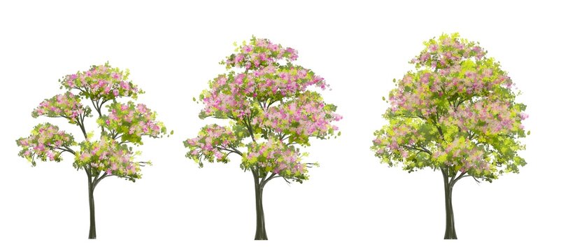 watercolor tree side view isolated on white background  for landscape and architecture layout drawing, elements for environment and garden,blossom grass,flower blooming