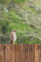 Hawk sitting on fence hunting for prey on a rainy day
