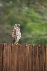 Hawk sitting on fence hunting for prey on a rainy day
