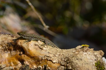 lizar on branch