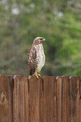 Hawk sitting on fence hunting for prey on a rainy day