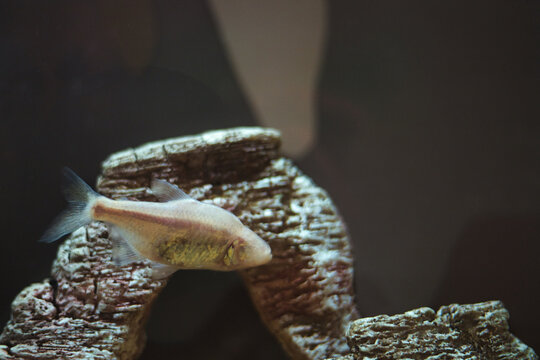 Closeup of a Mexican Blind Cavefish without eyes