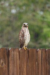 Hawk sitting on fence hunting for prey on a rainy day