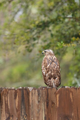 Hawk sitting on fence hunting for prey