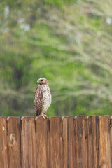 Hawk sitting on fence hunting for prey on a rainy day