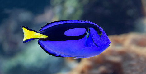 Close-up view of a palette surgeonfish (Paracanthurus hepatus) © Henner Damke