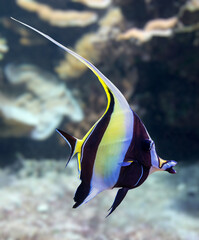 Close-up view of a Moorish idol (Zanclus cornutus)