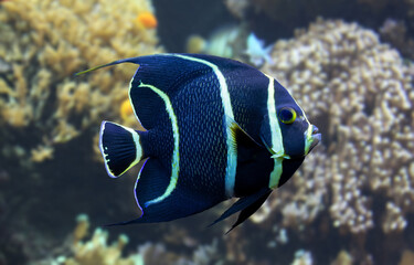 Close-up view of a juvenile French angelfish (Pomacanthus paru)
