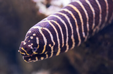 Close-up view of a zebra moray (Gymnomuraena zebra)