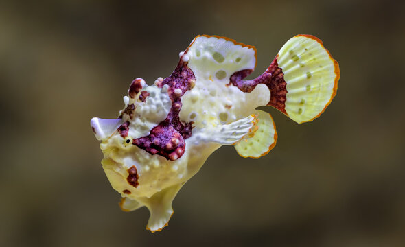 Close-up view of a Warty frogfish (Antennarius maculatus)