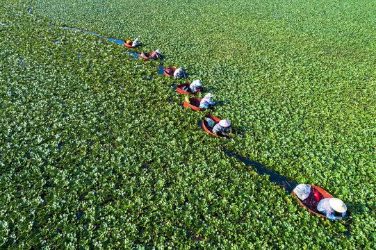 Collecting water chestnut in countryside