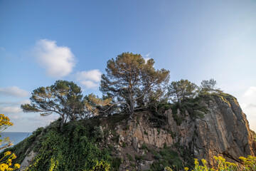 Scenic sea view on a sunny day. Bright greenery and azure sea. Mediterranean Sea, Costa Brava, Spain.