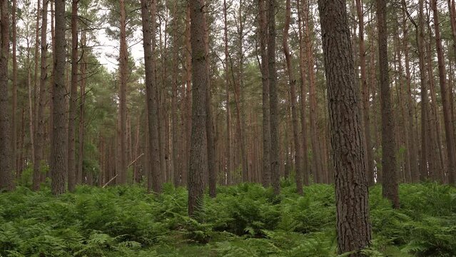 A Scottish Pine forest in Summer
