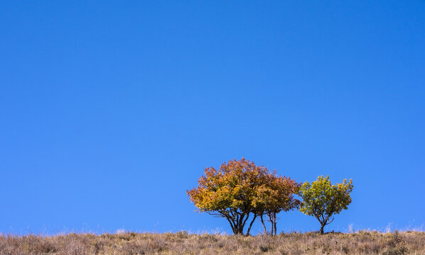 Bashang outdoor landscape in autumn 