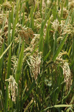 Nutural rice field means hope and harvest