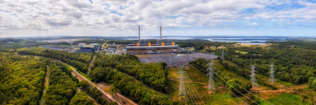 D Eraring whole plant woods pan