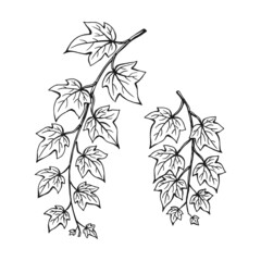 Set of ivy branch. Hand drawn illustration converted to vector.