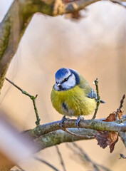 Blue tit, Cyanistes cauruleus, sitting on a branch and watching the photogapher