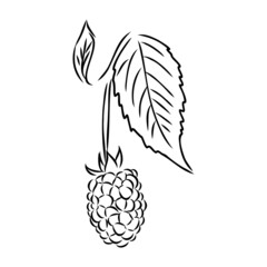 Vector isolated raspberry berries branch contour line drawing. Colorless black and white two raspberry berry colorling page