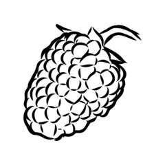 Vector isolated raspberry berries branch contour line drawing. Colorless black and white two raspberry berry colorling page
