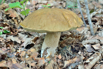 Edible mushroom cep (Boletus edulis)