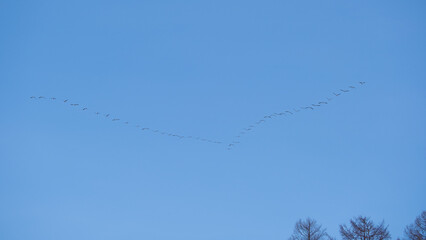 V字隊列で飛行する渡り鳥（Migratory birds flying in a V-shaped formation）
