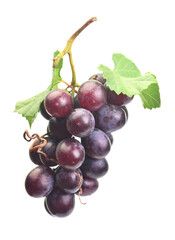 Grapes on a white background
