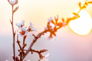 Petrin hill at sunrise, Lesser town, Prague, Czech republic