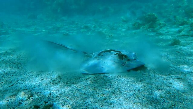 Close up of Stingray looking for food in shallow water coral reef. Сowtail Weralli stingray (Pastinachus sephen) Camera moving forwards approaching the stingray. 4K-60pfs