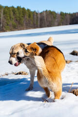 Central Asian sheepdog, Asian Shepherd puppie with mum in winter day