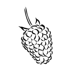 Vector isolated raspberry berries branch contour line drawing. Colorless black and white two raspberry berry colorling page