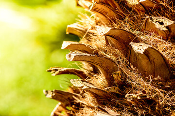 Gros plan sur le tronc d'un palmier