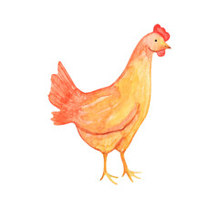 Watercolor drawing yellow-orange hen isolated on white house. Bird. Farm animal.