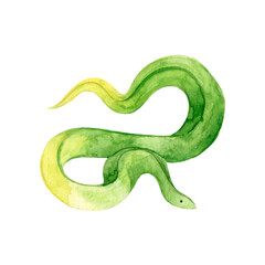 Watercolor drawing green-yellow snake isolated on white background. Wild animal.