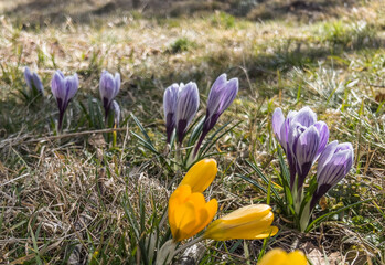 Tufts of spring-flowering crocuses growing on the edge of the forest near the village,