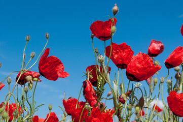 Obraz premium Spring, Field of poppy flowers against the blue sky with clouds. The concept of freshness of morning nature. Spring landscape of wildflowers. Beautiful landscape long banner.
