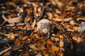 Gumnut on the ground