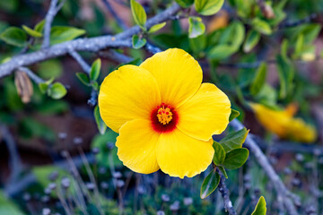 a yellow colors flower on a wayside between green leaves. Summer flower with a special color 