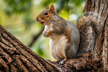 squirrel on a tree