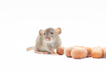 grey dumbo rat with nuts on white